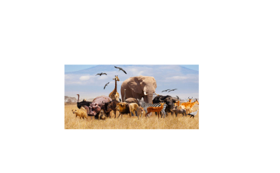 Wild Life
